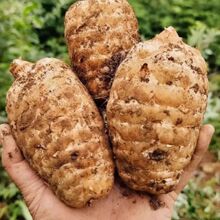 正宗新鲜天麻500g现挖现发煲汤炖鸡蒸炒四川新鲜发货