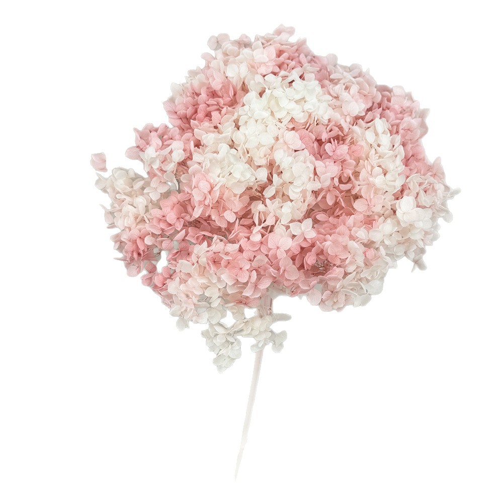 Flores eternas hortenida flores secas Ana hortenida hojas hortenida cabeza de hortenida flores eternas cubierta de vidrio material floral plancton diy