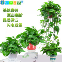 绿萝盆栽大小号绿植物办公室内新房去除甲醛花卉盆景绿箩基地批发