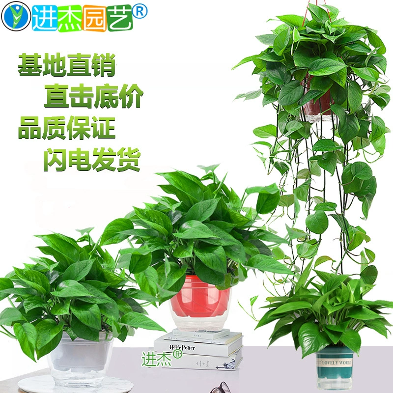 Зеленые растения в горшках большие и маленькие зеленые растения в офисе