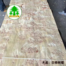 白杨树榴木皮 树榴木皮 天然木皮 原木皮白杨树瘤木皮