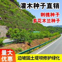 四季常青灌木草籽护坡固土边坡紫穗槐刺槐道路绿化矿山复绿草种子
