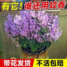 特丽莎薰衣草香茶菜盆栽驱蚊植物阳台好养四季开适合懒人养的花卉