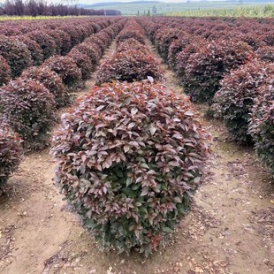 Red Leaf Plum Tree, Red Leaf Plum Ball, Colorful Leaf Tree Garden Landscape Tree, Dense Branch Red Leaf Plum Ball, Good Tree Shape