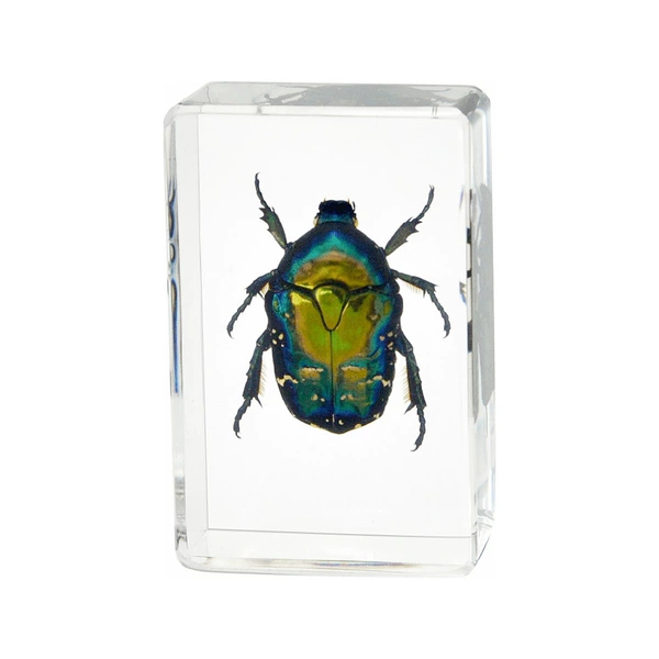 4.5CM small copper dot flower beetle