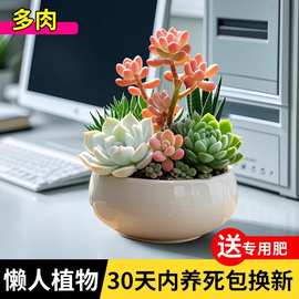 九尾狐多肉植物套餐大颗好养活室内玉露精品老桩绿植熊童子小盆栽