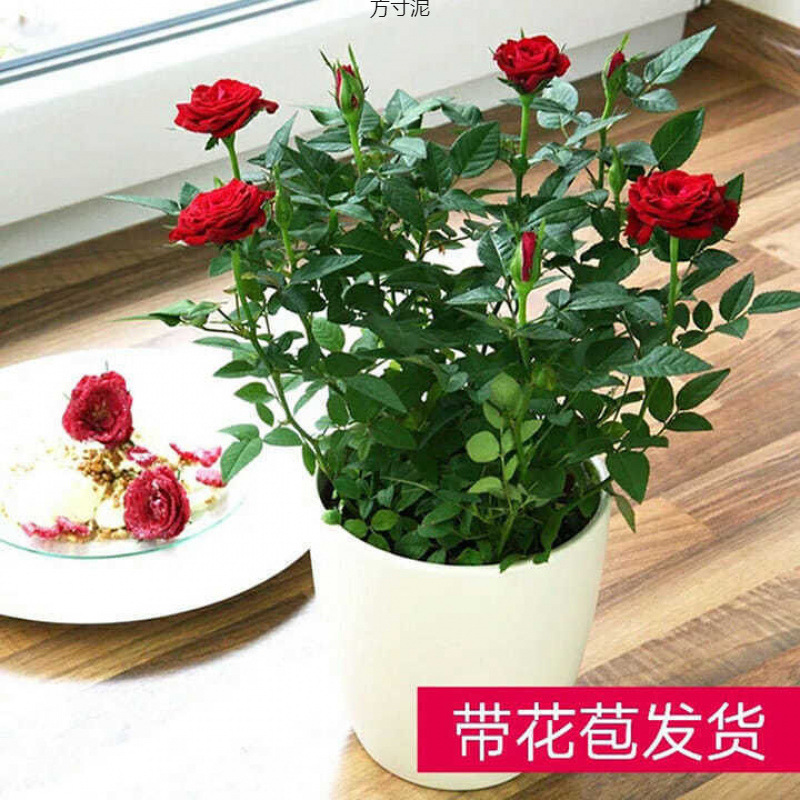 带花苞玫瑰花苗盆栽四季开花室内好懒人阳台植物迷你微型小月季厂