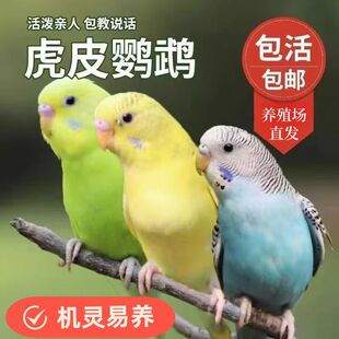 ��Ƥ�W�^���B�����B�fԒ�B���^�p�B���B��ֳ�µ�С�ͼ��B�H������