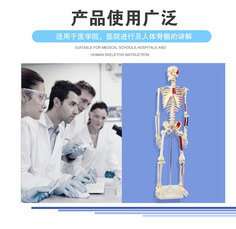 骨骼模型_03.jpg