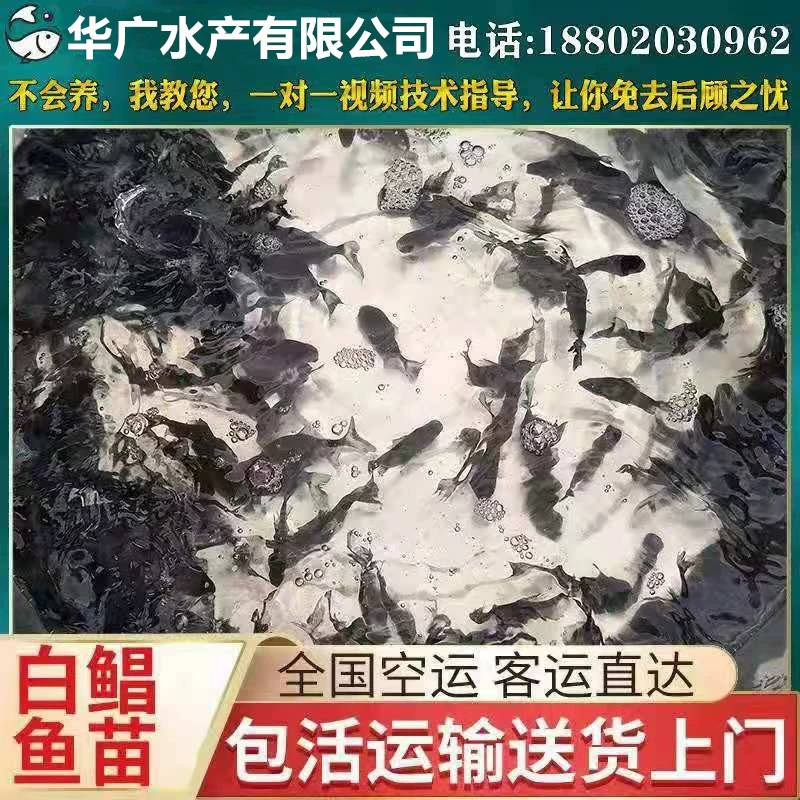 [Большой белый фазан] Высококачественные пресноводные мальки белого сома