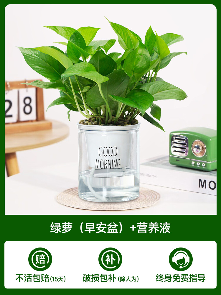 포토스(굿모닝 냄비) + 영양액 2개