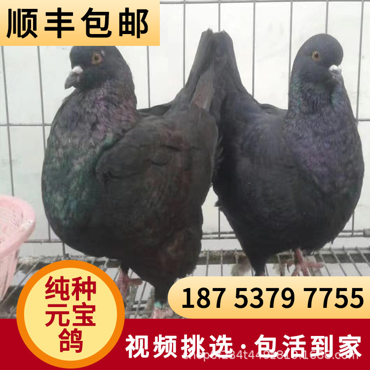 元宝鸽 大型鸽 优质养殖种鸽 全国供应 养殖肉鸽 万众发货