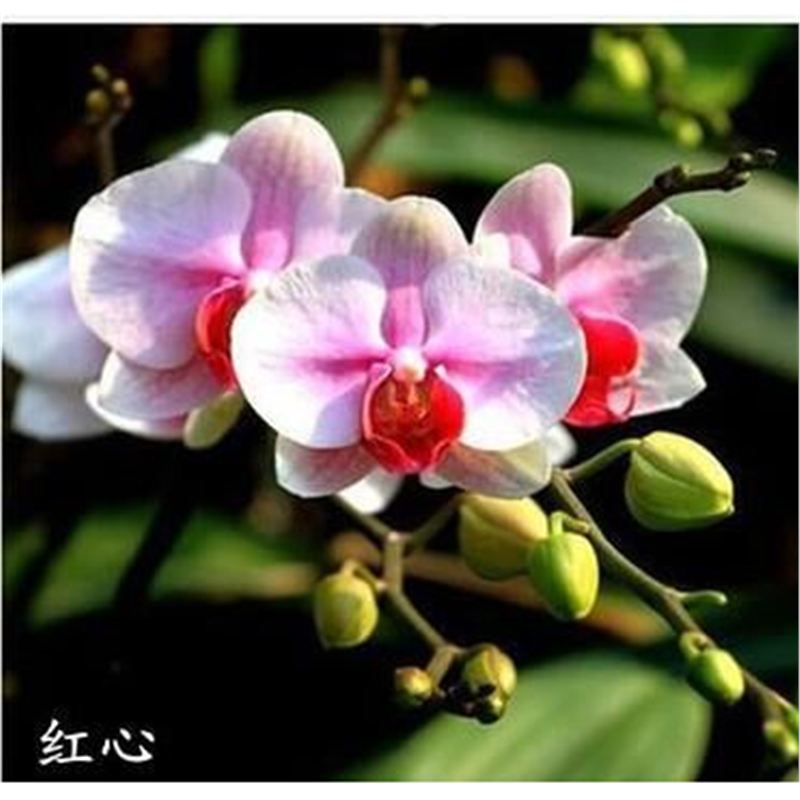 Cuatro estaciones mariposa orquídea plántulas en maceta balcón interior sala de estar flores plantas florecen con flores de maceta original