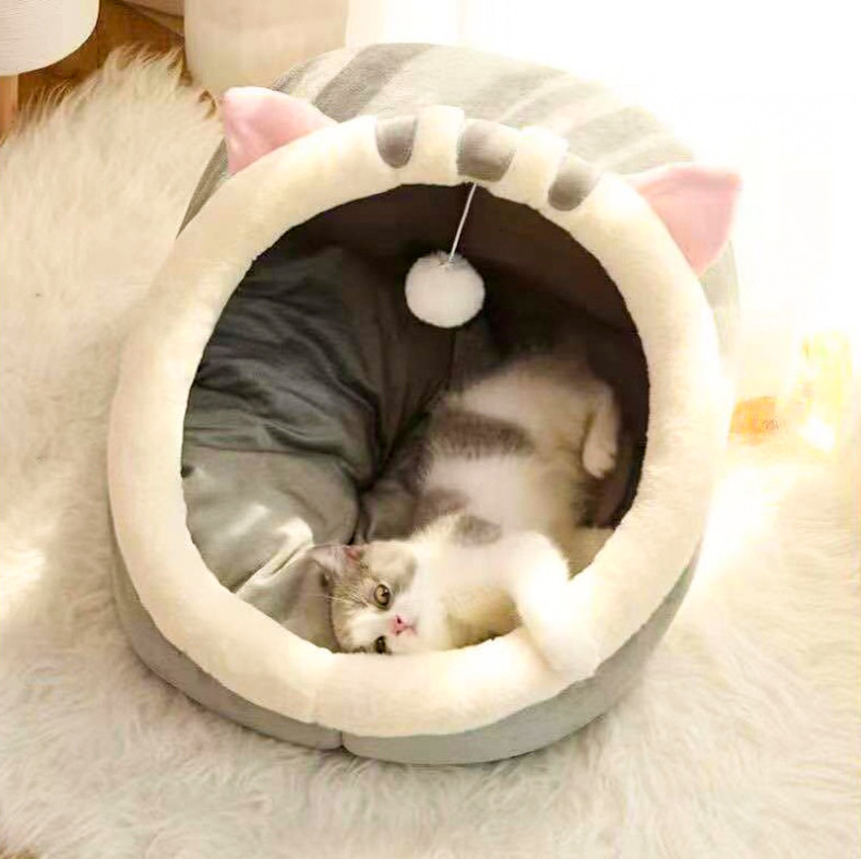 Gigi 삼각형 귀 고양이