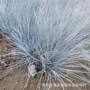 �pɫ���{��é���{��ë��ɽ�|�ݻ����ش��������޸��ݻ��{��ë