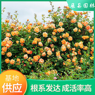 Climbing Rose Sweet Dream Multi-Flower Vine Rose Flower Seedlings Climbing Wall Rose Rainbow Multi-Color Large Seedlings Courtyard Flower Ground Planting