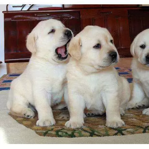 批发拉布拉多幼犬狗狗导盲犬宠物犬幼崽搜救犬中型伴侣犬幼犬优选