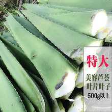 库拉索芦荟叶片灌肤美容专用新鲜大叶子芦荟叶片盆栽新鲜芦荟植物