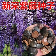 ���ٻ��N�����ٻ���ֲ�����ٷN������ͥԺ�ͺ��ļ��׻���������