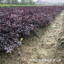 绿化苗木工程报价明细清单