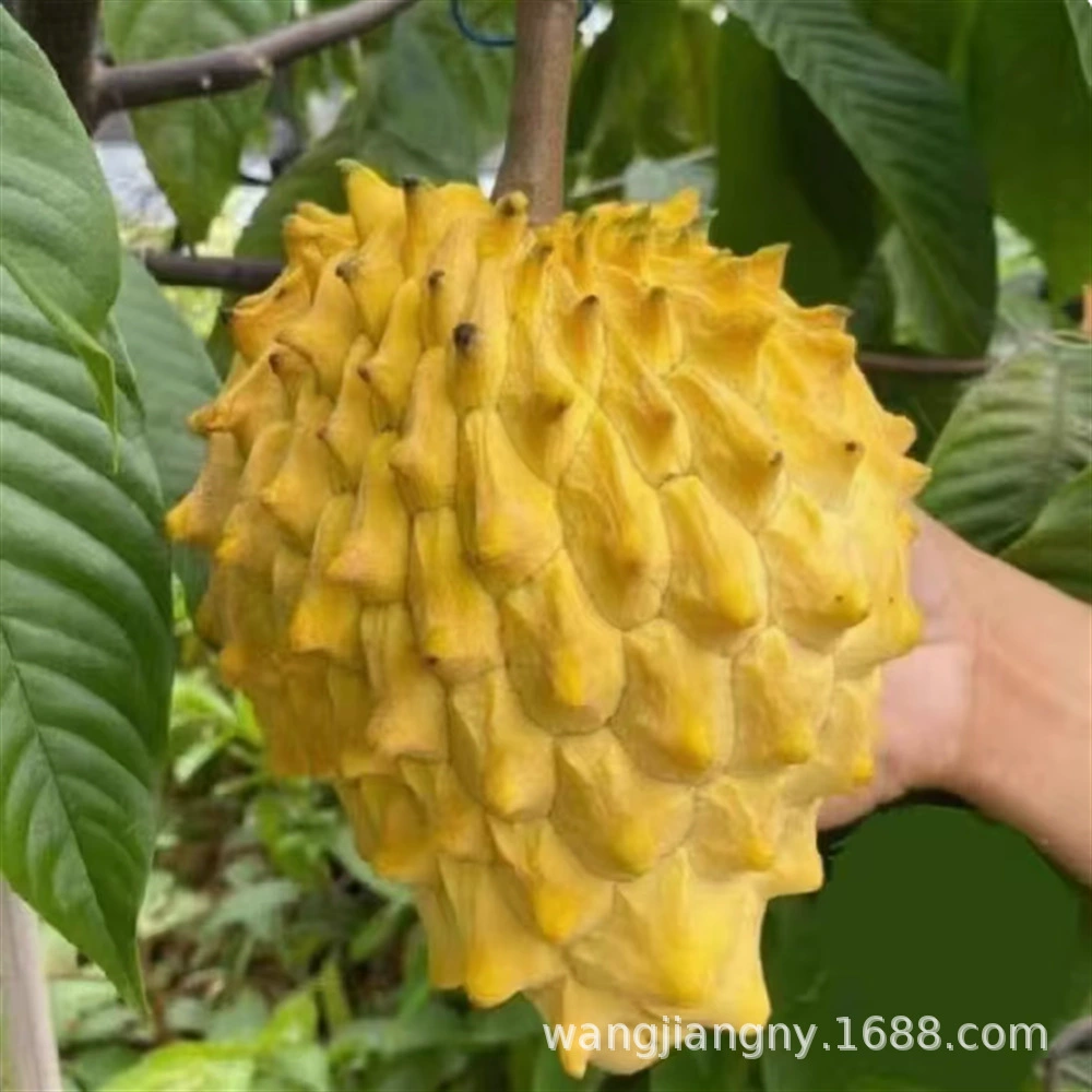 Тайвань саженцы ананаса Привитые саженцы плодовых деревьев Будды саженцы посажены в горшках саженцы плодов Anona