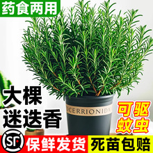 �Ե�����ÿ�ʳ�ñ����~�W�������r��Ժ����xֲ������҃�����