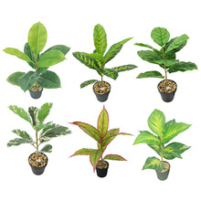 �羳С���Է����Gֲ��Ƥ���f�����Ř�ڽ��������k����С�辰�[��