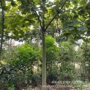 Various Specifications of Greening Seedlings, Green Poplar Seedlings, Engineering Greening Seedlings, Green Poplar Seedlings, Road Greening