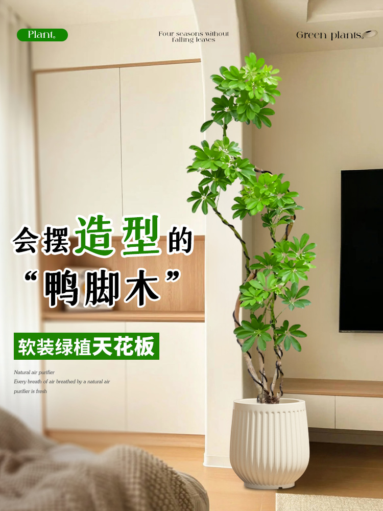 造型鸭脚木客厅大盆栽鸭掌木鹅掌柴室内落地式大型四季常青绿植物