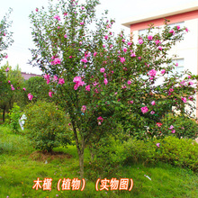 ľ�Ȼ���N�ӻ��N���ļ��N�׻������̨ͥԺ�׷N����ľ�ȷN��