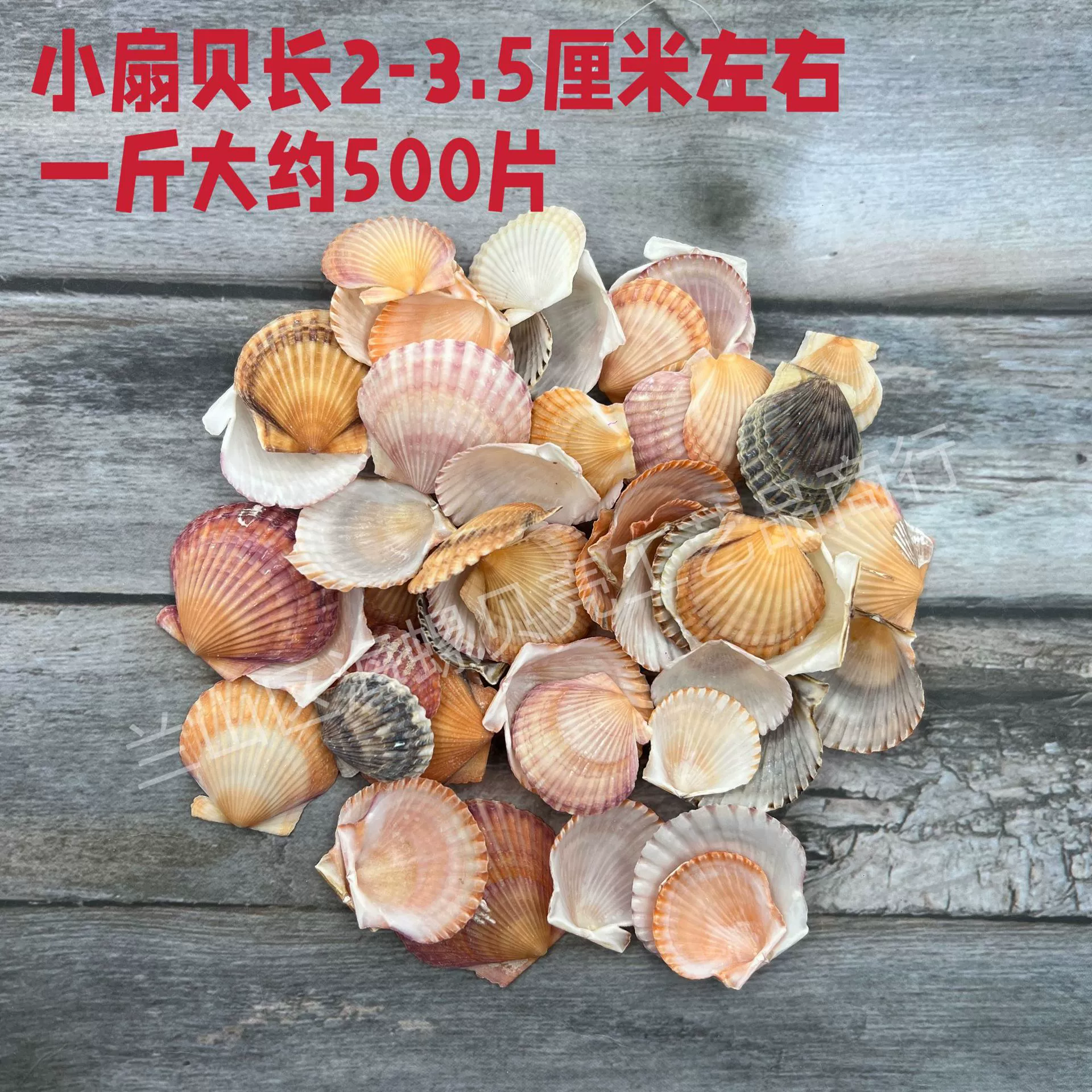 Shell Natural Shell Conch Stars Drifting Bottle Shell Crafts Wholesale Diy Handmade Shell Materials