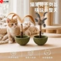 洁齿磨牙羽毛木天蓼不倒翁