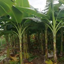 903供应 芭蕉树 2.5-3米高袋苗 芭蕉 香蕉树