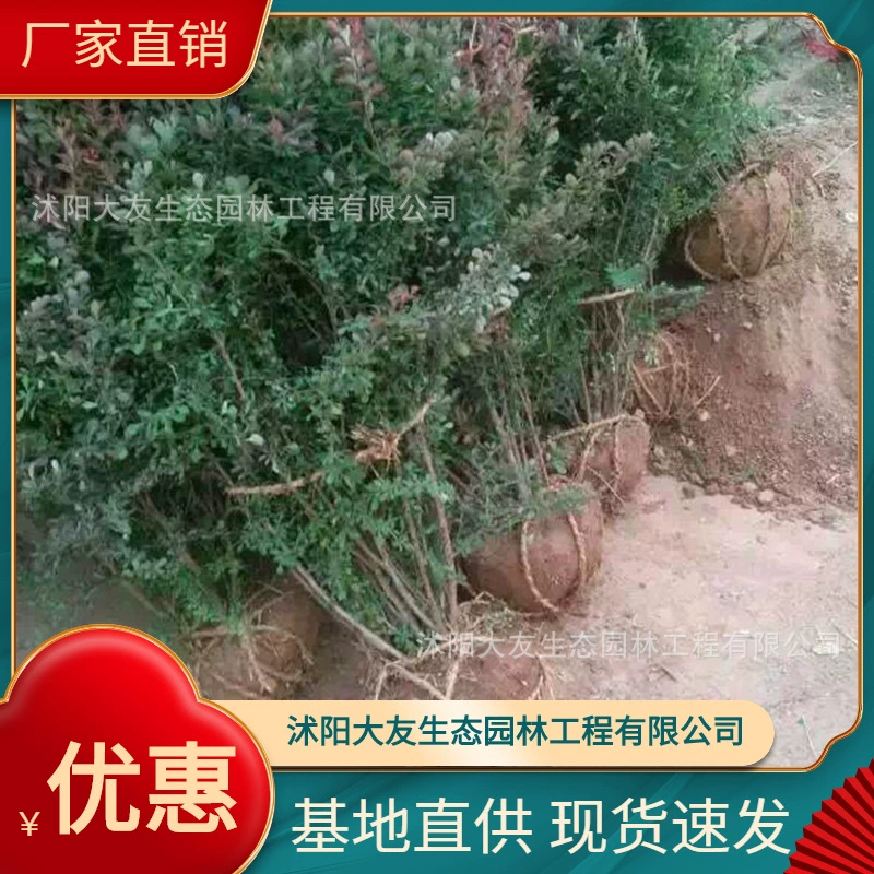 База Оптовая Продажа Самодельный Фиолетовый Лист Берберис Рассада Живописный Район Ландшафтный Дизайн Дорожный Садовый Проект Озеленение Рассады