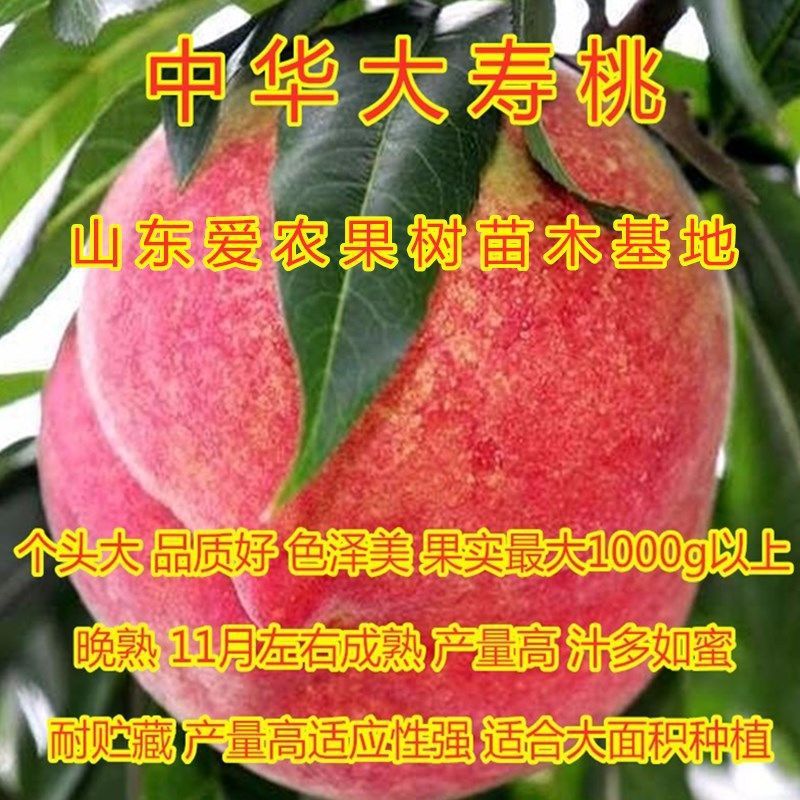中華大壽桃樹苗嫁接新品種壽桃苗南北方種植盆栽地栽大紅桃果樹苗
