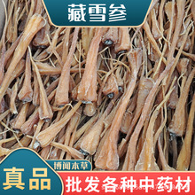 藏雪参中药材 藏血参 玉人参 西藏雪参 红毛阳参大货供应批发包邮