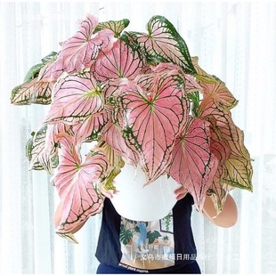 �W�t���~���ɫ���҃ȾGֲ���Ժ��B�������~���w�R2��15�հl��