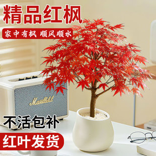 �ձ��t���辰ֲ��t�輧�����҃��̨ͥԺ�ļ��t�����ļ����B����