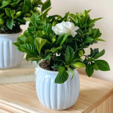 栀子花盆栽花卉植物室内水培绿植四季好养茉莉花九里香茶花小盆景