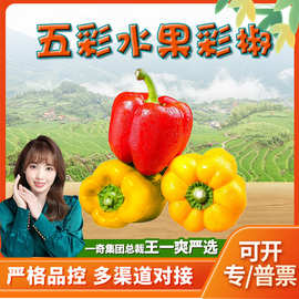 山东潍坊五彩水果椒  代发3斤红黄绿新鲜当季蔬菜生吃脆