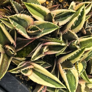 Green Ghost Covered Wheel Green Plant Potted Landscape Succulent Plant Greenhouse Wholesale Agave Cactus Euphorbia