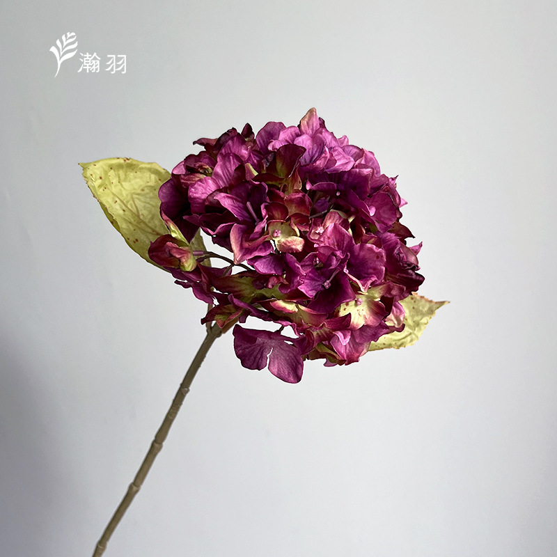 가을 보라색