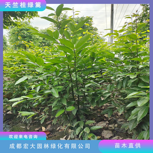 ���l���ù�G�h�������U��80cm100cm150cm200cmҎ���Rȫ����ֱ�l