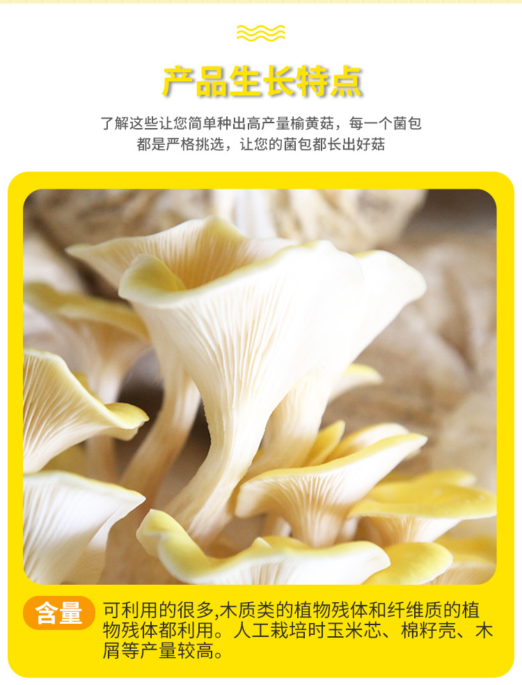 榆黄菇菌种---榆黄菇菌包菌棒6斤_11.jpg