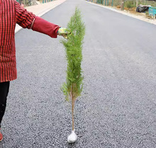 һlȰذؘAرl؛׳ɻGľֱaֱ