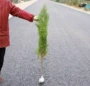 产地基地绿化柏树苗木