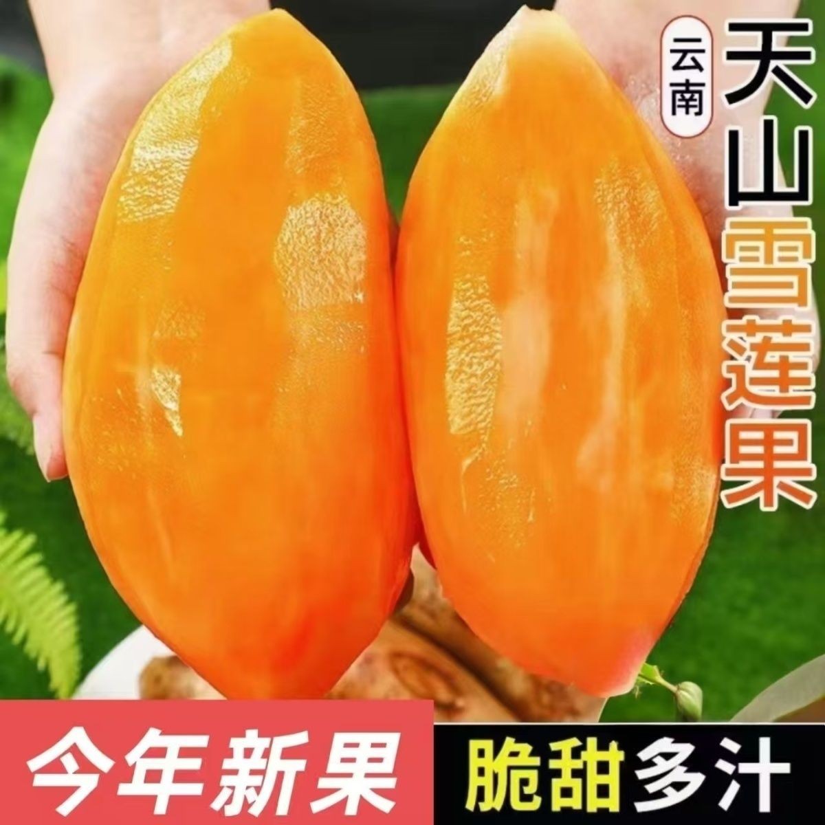 云南高原仙果当季新鲜水果天山雪莲现发挖果脆甜雪中雪莲果5斤