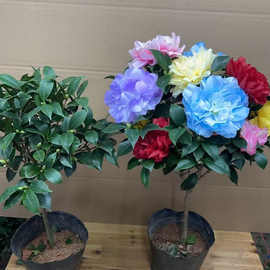 茶花盆栽香妃四季山茶花树苗开花卉好养活五色赤丹室内阳台绿植物
