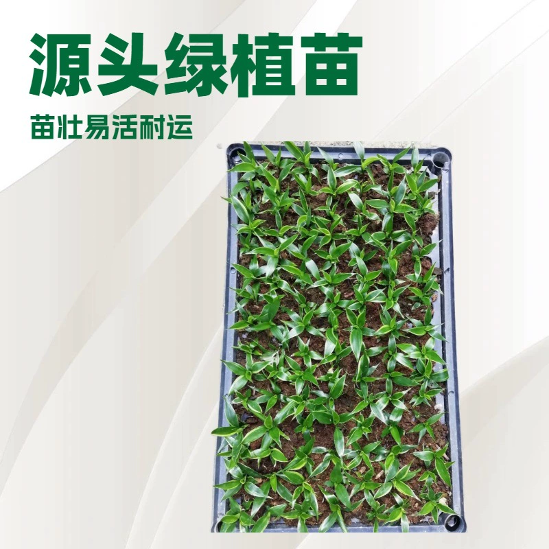 База поставляет комнатные растения, растения с золотистыми краями, зеленые растения из железа, цветы для сада, рассаду из тканевых культур оптом.