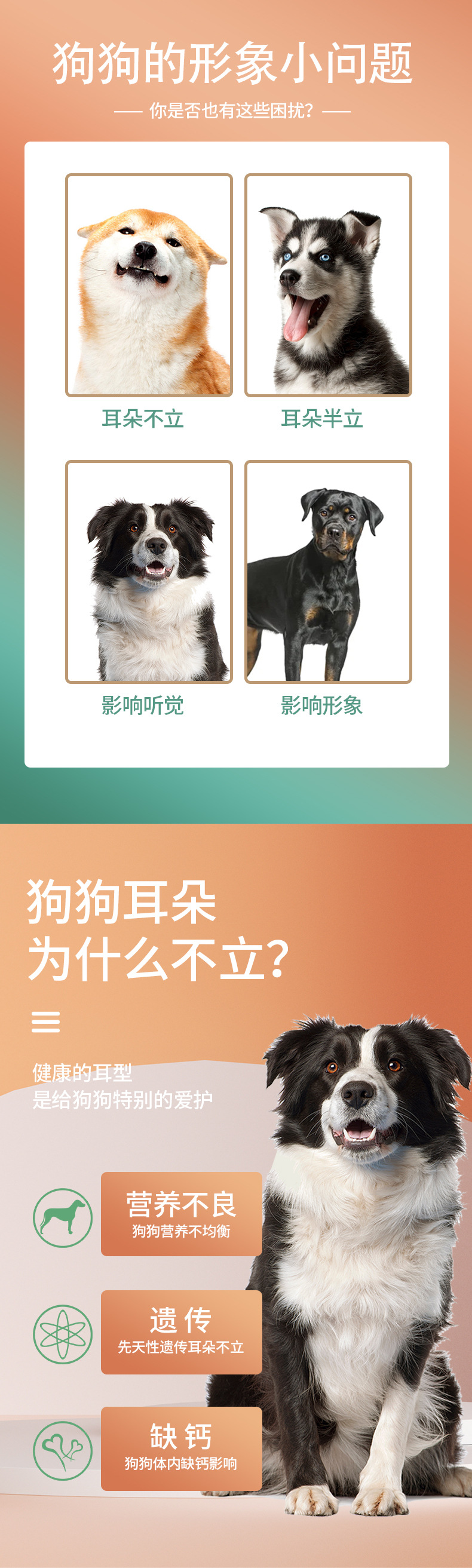 狗狗立耳贴详情_03.jpg